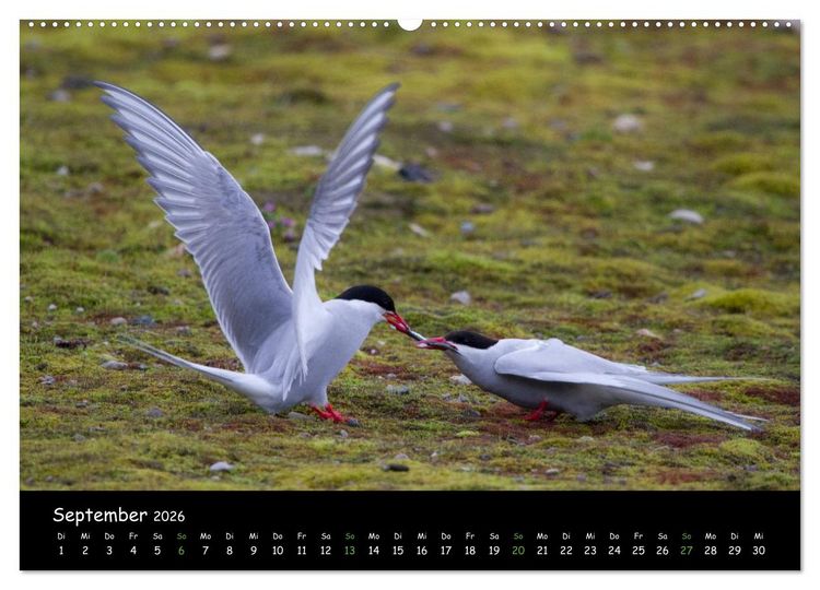 Produktbild: Spitzbergen (Wandkalender 2026 DIN A2 quer), CALVENDO Monatskalender