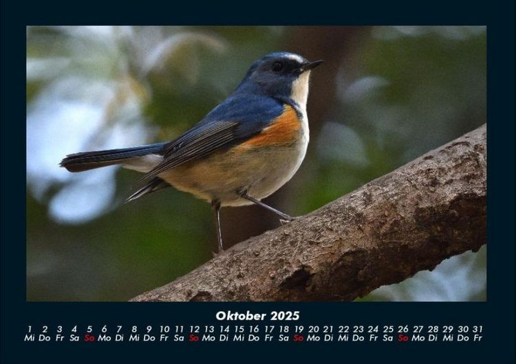 Produktbild: Tiere in der Wildnis 2025 Fotokalender DIN A4