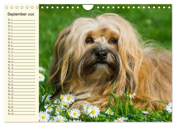 Produktbild: Havaneser - Herz auf 4 Pfoten (Wandkalender 2026 DIN A4 quer), CALVENDO Monatskalender