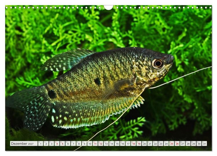 Produktbild: Beliebte Fische der Welt (Wandkalender 2027 DIN A3 quer), CALVENDO Monatskalender