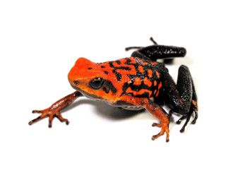 Produktbild: CALVENDO Puzzle Pfeilgiftfrosch - Ameerega silverstonei | 1000 Teile Lege-Gr&ouml;&szlig;e 64 &times; 48 cm Foto-Puzzle f&uuml;r gl&uuml;ckliche Stunden