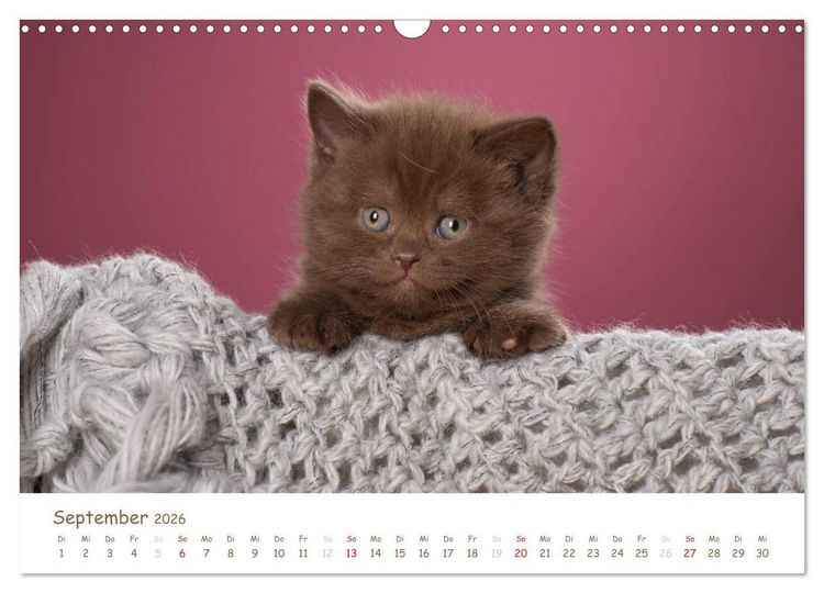 Produktbild: Die Britisch Kurzhaar (Wandkalender 2026 DIN A3 quer), CALVENDO Monatskalender