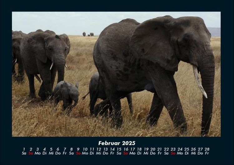 Produktbild: Elefanten - Die sanften Riesen Afrikas 2025 Fotokalender DIN A4