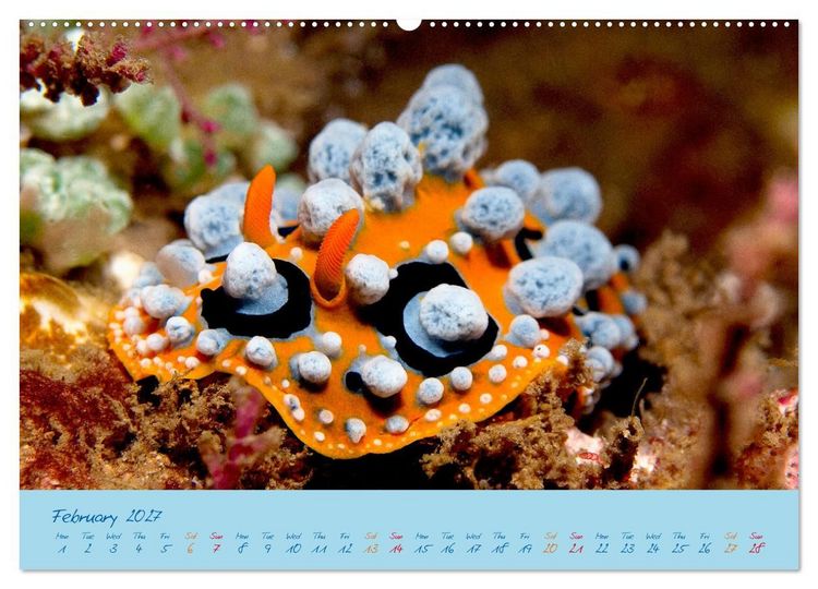 Produktbild: Sea Slugs - Little Wonders - Pure Beauties (High Quality Premium Wall Calendar 2027 DIN A2 landscape),CALVENDO 12 Month Wall Calendar