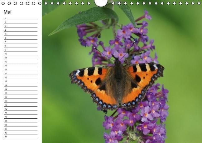 Produktbild: Heimische Schmetterlinge / Geburtstagskalender (Wandkalender immerw&auml;hrend DIN A4 quer)