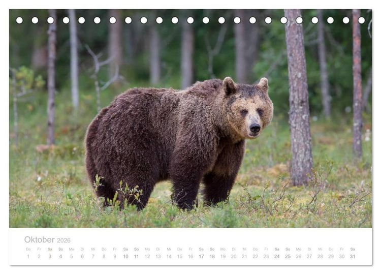 Produktbild: Braunb&auml;ren - pelzige Riesen in Finnlands W&auml;ldern (Tischkalender 2026 DIN A5 quer), CALVENDO Monatskalender