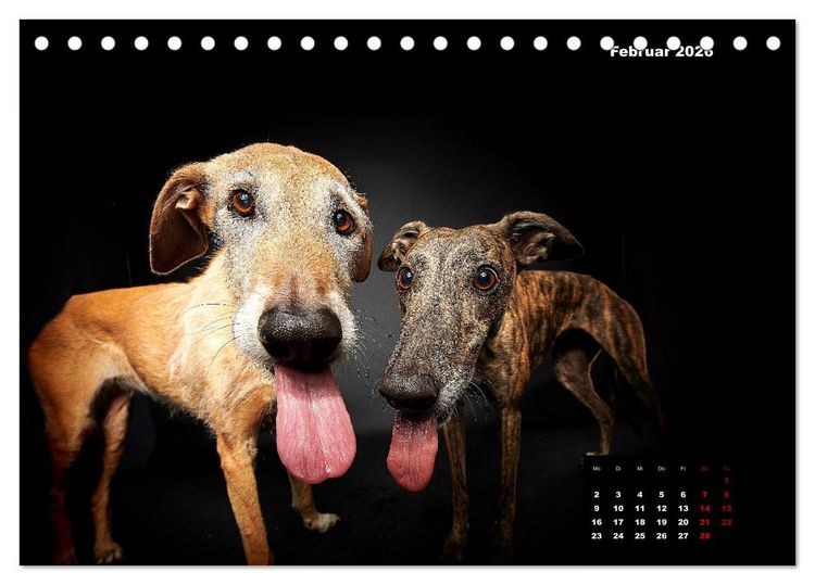 Produktbild: Die Stimme der Windhunde (Tischkalender 2026 DIN A5 quer), CALVENDO Monatskalender