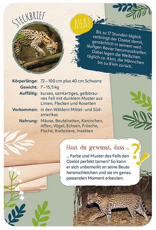 Produktbild: Die 100 sch&ouml;nsten Tiere der Welt