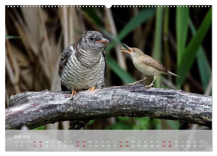 Produktbild: Kuckuck,Kuckuck,rufts aus dem Wald (hochwertiger Premium Wandkalender 2026 DIN A2 quer), Kunstdruck in Hochglanz
