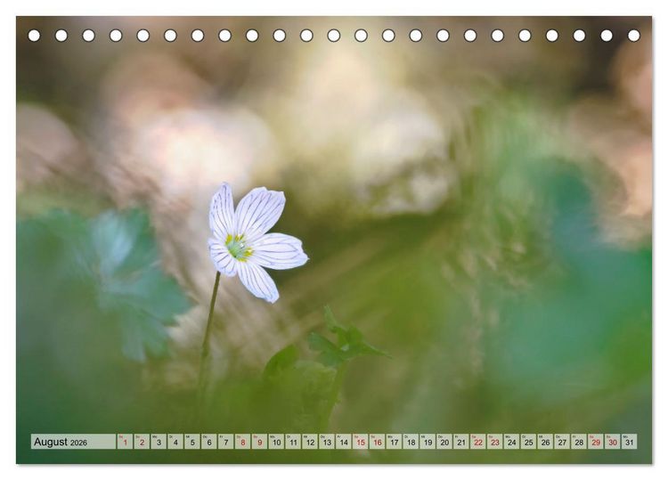 Produktbild: Wenn Bl&uuml;ten tr&auml;umen tanzt das Licht (Tischkalender 2026 DIN A5 quer), CALVENDO Monatskalender