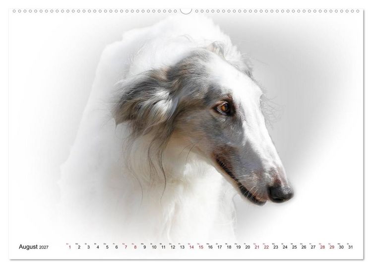 Produktbild: Windhund Portrait 2027 White Edition (Wandkalender 2027 DIN A2 quer), CALVENDO Monatskalender