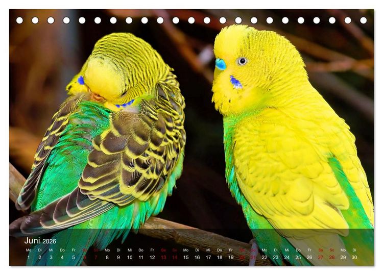 Produktbild: Wellensittiche - gesellige Freunde (Tischkalender 2026 DIN A5 quer), CALVENDO Monatskalender