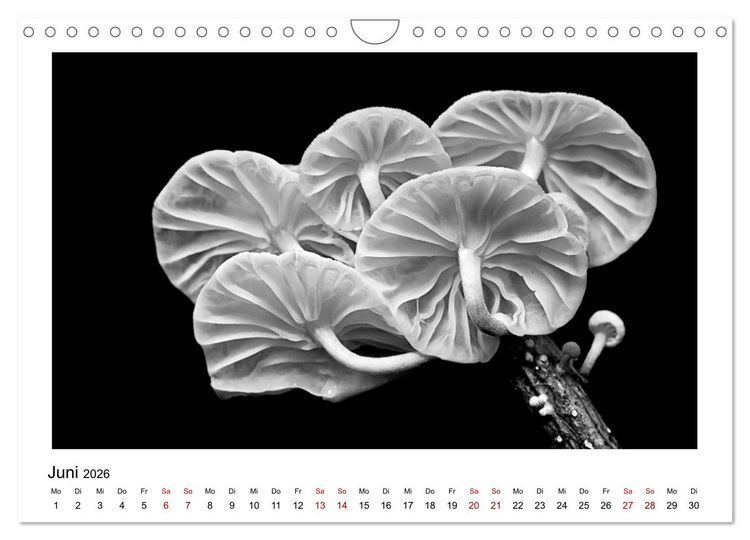 Produktbild: Die grafische Sch&ouml;nheit der Pflanzen &ndash; Schwarz-Wei&szlig; (Wandkalender 2026 DIN A4 quer), CALVENDO Monatskalender