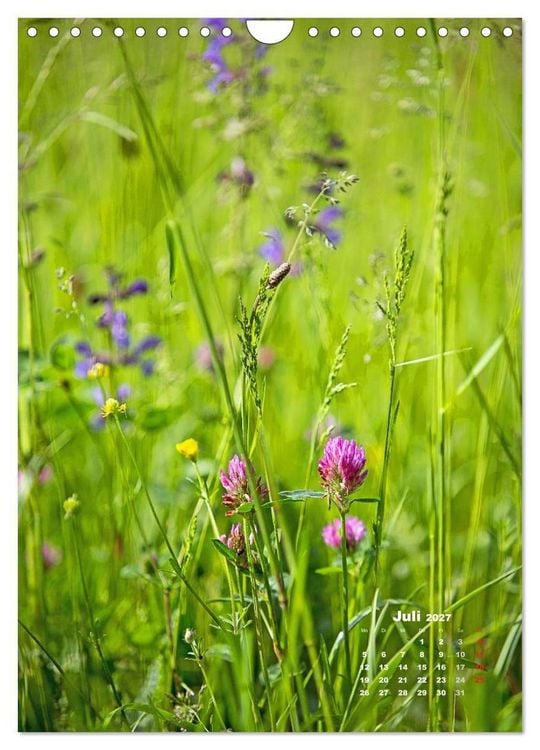 Produktbild: Ein Spaziergang &uuml;ber eine Sommerwiese (Wandkalender 2027 DIN A4 hoch), CALVENDO Monatskalender