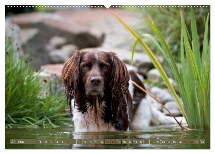 Produktbild: Passion Jagdhund - Kleiner M&uuml;nsterl&auml;nder (Wandkalender 2026 DIN A2 quer), CALVENDO Monatskalender