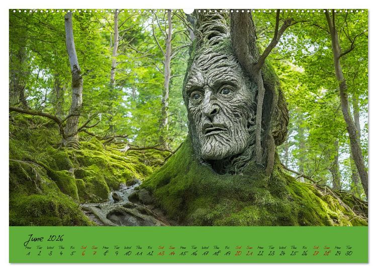 Produktbild: A strange forest In the lonely undergrowth (Wall Calendar 2026 DIN A2 landscape), CALVENDO 12 Month Wall Calendar