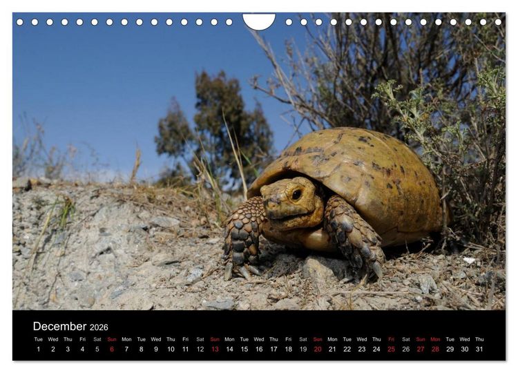 Produktbild: European Tortoises / UK-Version (Wall Calendar 2026 DIN A4 landscape), CALVENDO 12 Month Wall Calendar