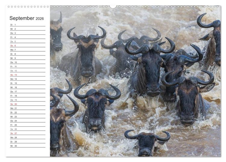 Produktbild: Emotionale Momente: Mein wildes Afrika (Wandkalender 2026 DIN A2 quer), CALVENDO Monatskalender