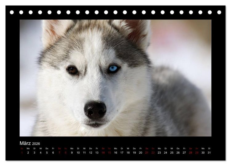 Produktbild: Huskys im Schnee (Tischkalender 2026 DIN A5 quer), CALVENDO Monatskalender
