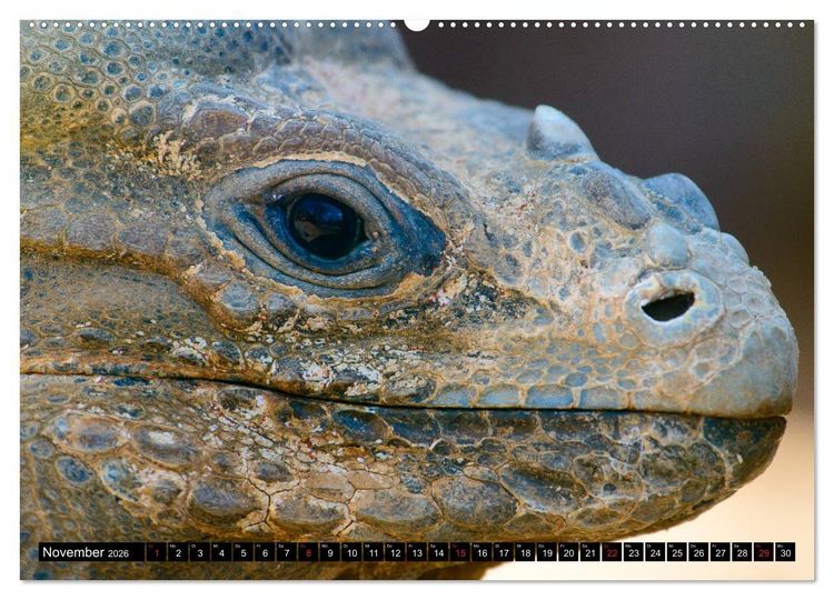 Produktbild: Afrika - Welt der Tiere (hochwertiger Premium Wandkalender 2026 DIN A2 quer), Kunstdruck in Hochglanz