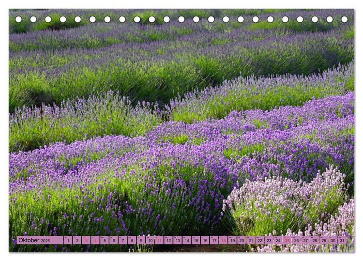 Produktbild: Farbzauber Lavendel (Tischkalender 2026 DIN A5 quer), CALVENDO Monatskalender