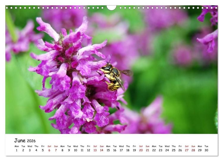 Produktbild: Wild bees - The life of solitary bees in insect hotels (Wall Calendar 2026 DIN A3 landscape), CALVENDO 12 Month Wall Calendar