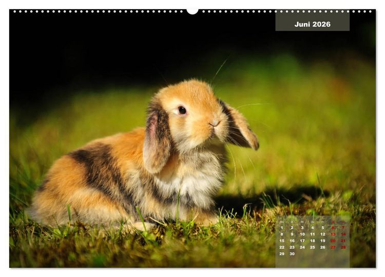 Produktbild: Kaninchen klein und putzig (Wandkalender 2026 DIN A2 quer), CALVENDO Monatskalender