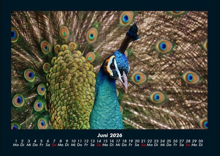 Produktbild: Vogelparadies 2026 Fotokalender DIN A4