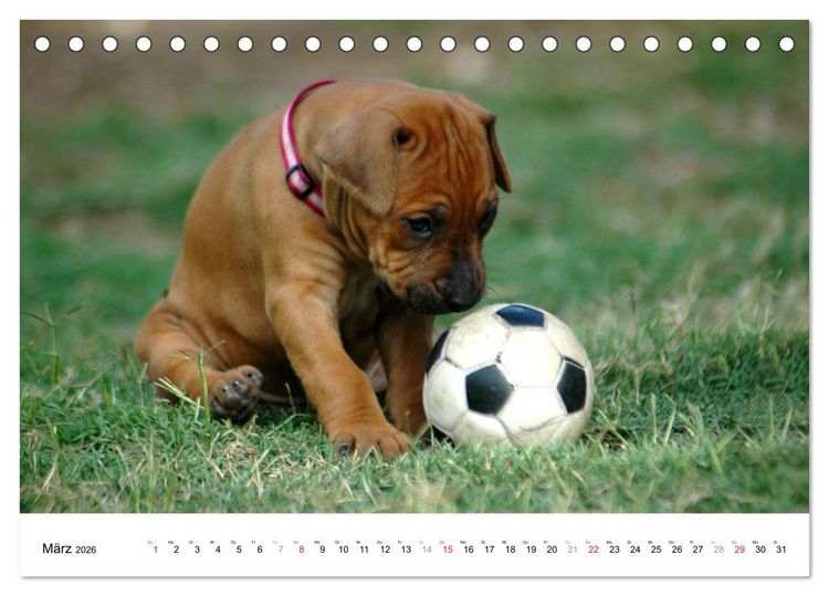 Produktbild: Rhodesian Ridgeback Welpen (Tischkalender 2026 DIN A5 quer), CALVENDO Monatskalender