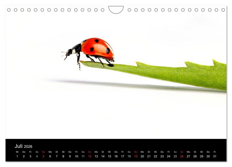 Produktbild: Viel Gl&uuml;ck - Marienk&auml;fer im Fotostudio (Wandkalender 2026 DIN A4 quer), CALVENDO Monatskalender