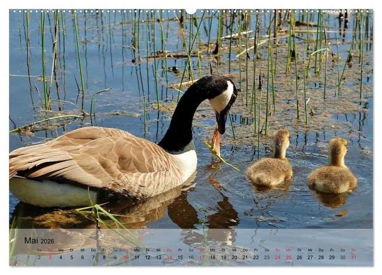 Produktbild: G&auml;nse und Enten. Schnattern, watscheln, quaken! (Wandkalender 2026 DIN A2 quer), CALVENDO Monatskalender