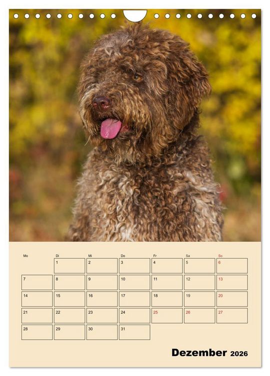 Produktbild: Jahresplaner Lagotto Romagnolo (Wandkalender 2026 DIN A4 hoch), CALVENDO Monatskalender