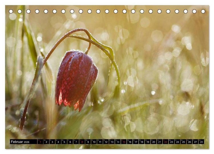 Produktbild: Die Schachbrettblume (Tischkalender 2026 DIN A5 quer), CALVENDO Monatskalender
