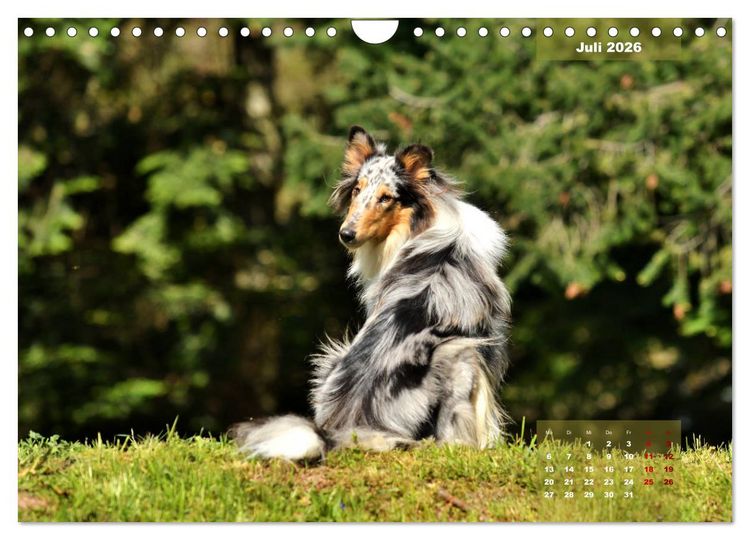Produktbild: Collies? Was sonst! (Wandkalender 2026 DIN A4 quer), CALVENDO Monatskalender