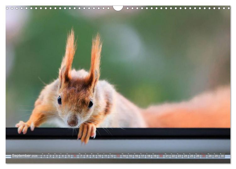 Produktbild: Eichh&ouml;rnchen am Fenster (Wandkalender 2026 DIN A3 quer), CALVENDO Monatskalender