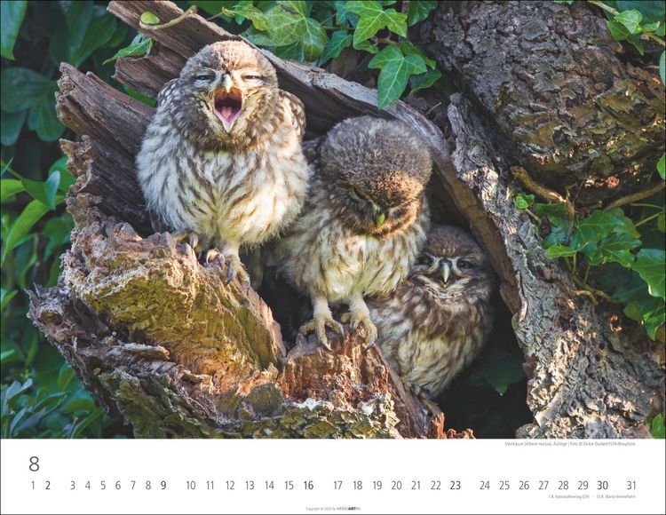 Produktbild: Eulen Kalender 2026