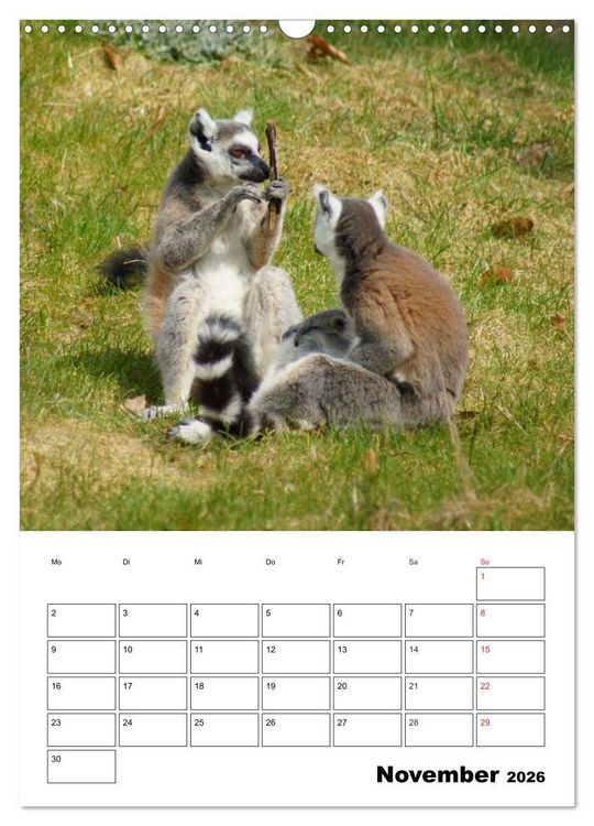 Produktbild: Katta Terminplaner (Wandkalender 2026 DIN A3 hoch), CALVENDO Monatskalender
