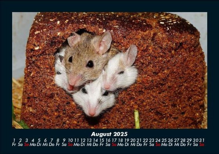 Produktbild: Welt der Tiere 2025 Fotokalender DIN A5