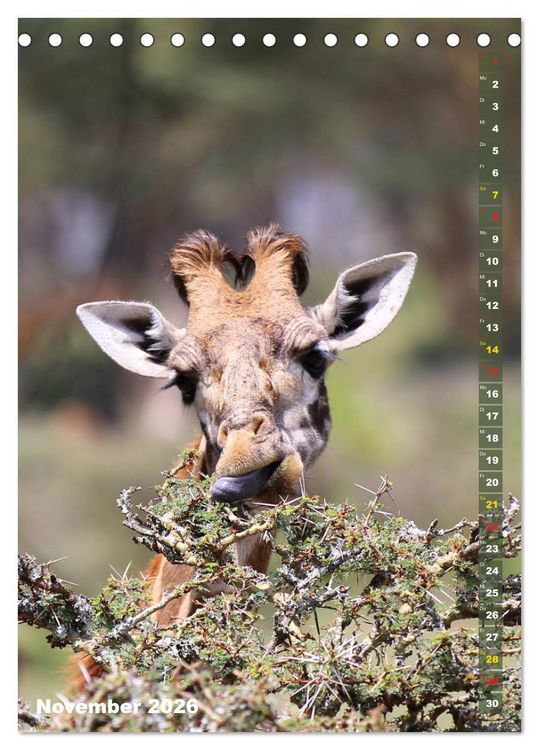 Produktbild: Giraffen - Anmut und Sanftheit (Tischkalender 2026 DIN A5 hoch), CALVENDO Monatskalender