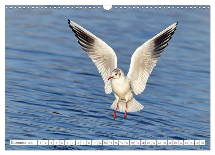 Produktbild: Aerorobaten - M&ouml;wen im Flug (Wandkalender 2026 DIN A3 quer), CALVENDO Monatskalender