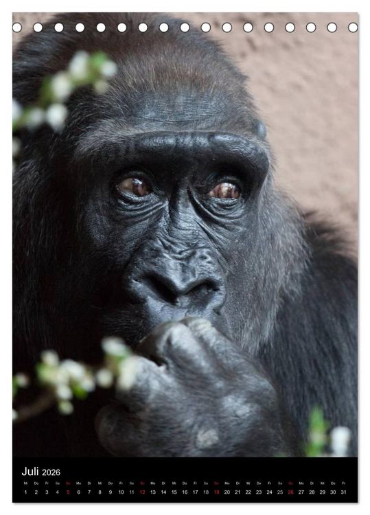 Produktbild: Gorillas (Tischkalender 2026 DIN A5 hoch), CALVENDO Monatskalender