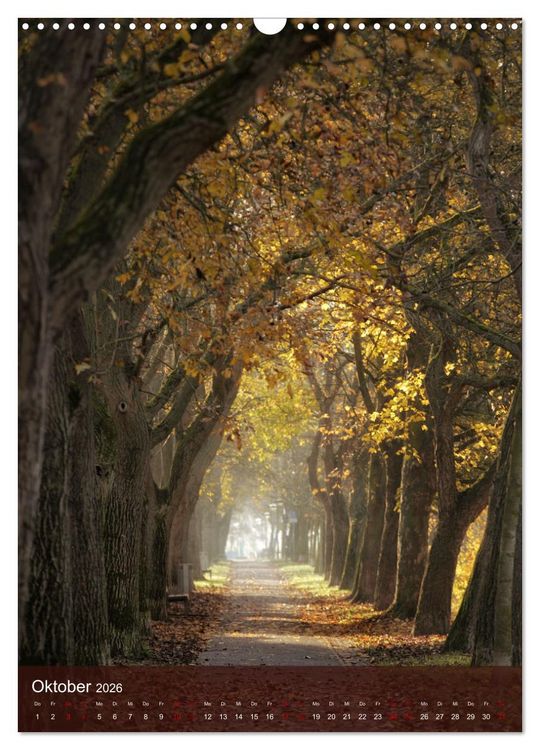 Produktbild: Klimaretter Baum (Wandkalender 2026 DIN A3 hoch), CALVENDO Monatskalender