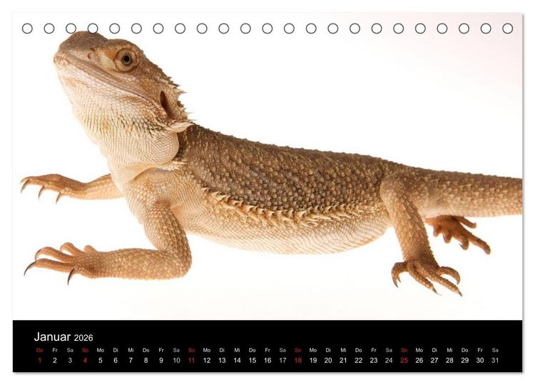 Produktbild: Reptilien & Co. (Tischkalender 2026 DIN A5 quer), CALVENDO Monatskalender