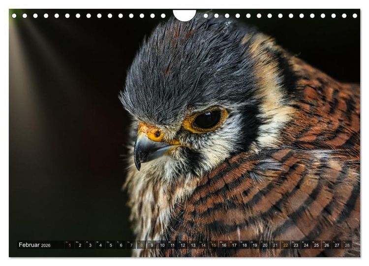 Produktbild: Imposante Vogelportr&auml;ts (Wandkalender 2026 DIN A4 quer), CALVENDO Monatskalender