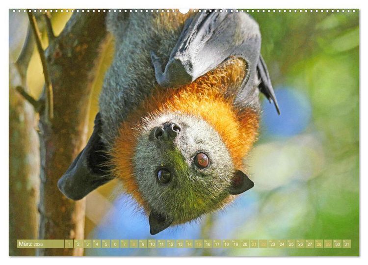 Produktbild: Flughunde: Vegetarische Drachenflieger (hochwertiger Premium Wandkalender 2026 DIN A2 quer), Kunstdruck in Hochglanz
