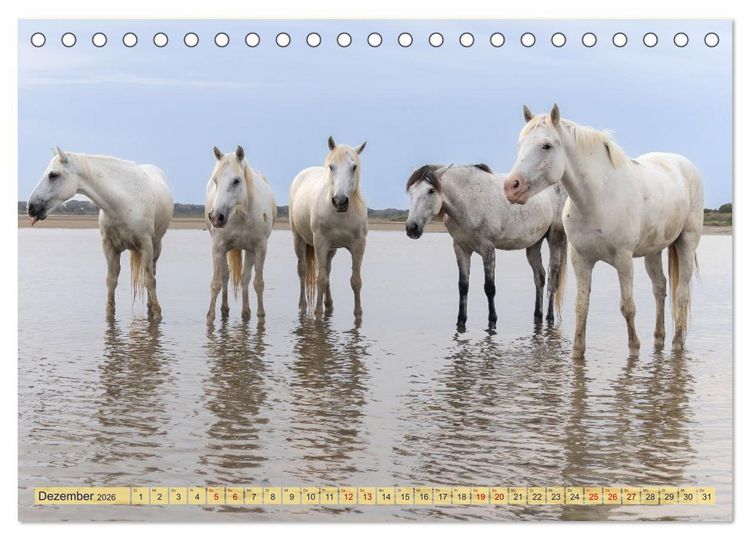 Produktbild: Die wilden Pferde der Camargue (Tischkalender 2026 DIN A5 quer), CALVENDO Monatskalender