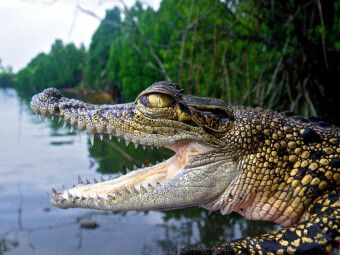 Produktbild: CALVENDO Puzzle Sri Lanka Krokodil | 1000 Teile Lege-Gr&ouml;&szlig;e 64x48cm Foto-Puzzle f&uuml;r gl&uuml;ckliche Stunden
