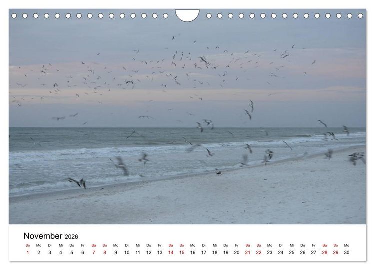 Produktbild: M&ouml;wen am Meer (Wandkalender 2026 DIN A4 quer), CALVENDO Monatskalender