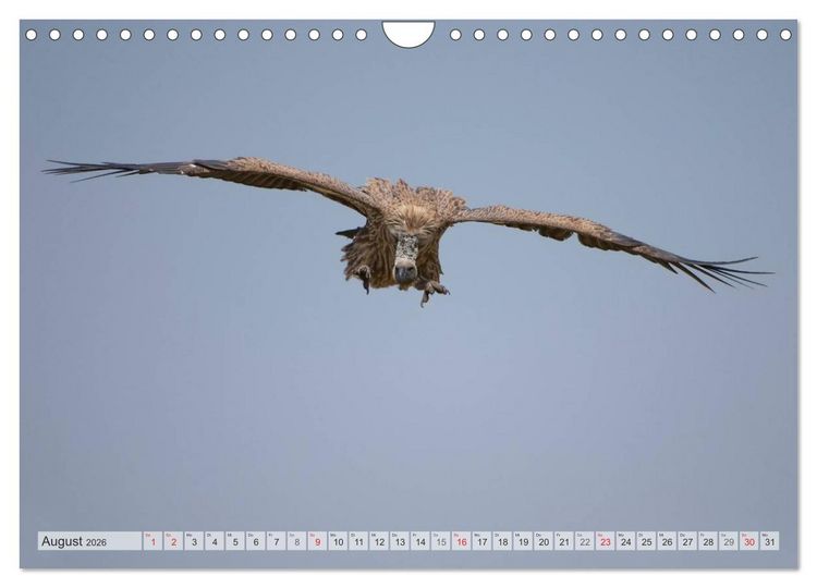 Produktbild: Emotionale Momente: Afrika Wildlife Part 2 / CH-Version (Wandkalender 2026 DIN A4 quer), CALVENDO Monatskalender