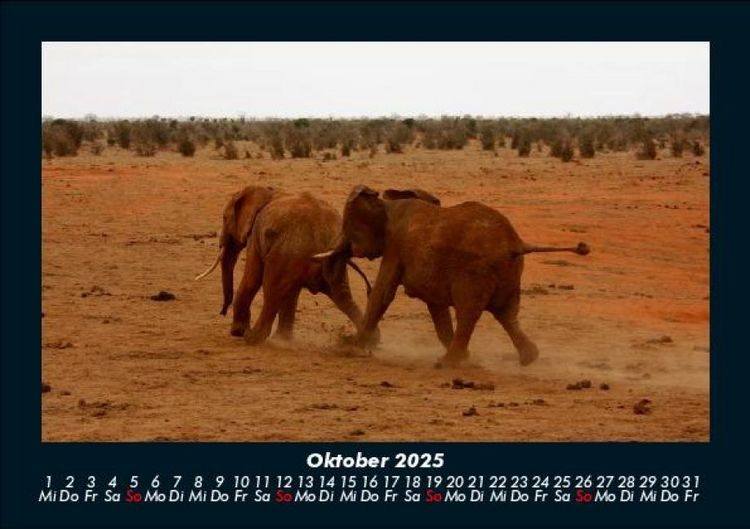 Produktbild: Elefanten 2025 Fotokalender DIN A5